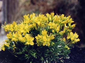 Draba aizoides